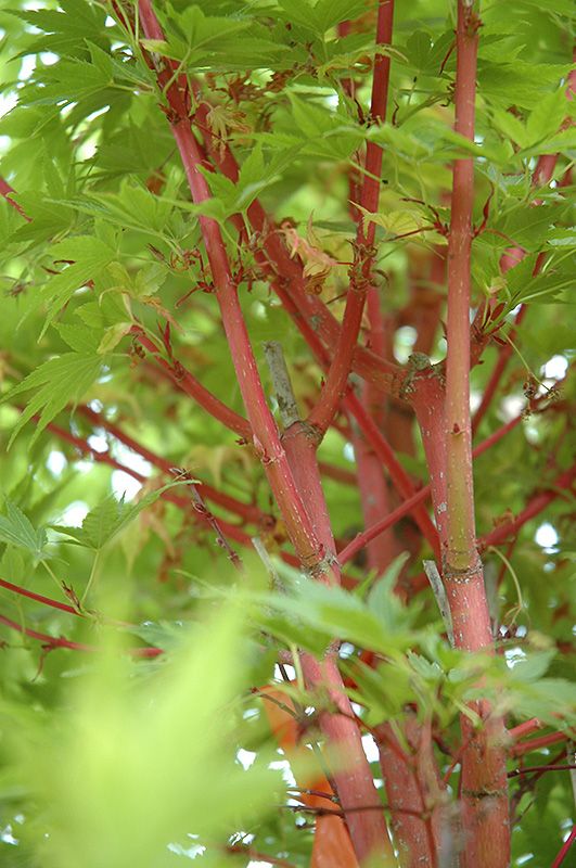 C Bark Anese Maple Acer Palmatum Sango Kaku At Connon C Bark Anese Maple Acer Palmatum Sango Kaku At Connon Nurseries Cbv