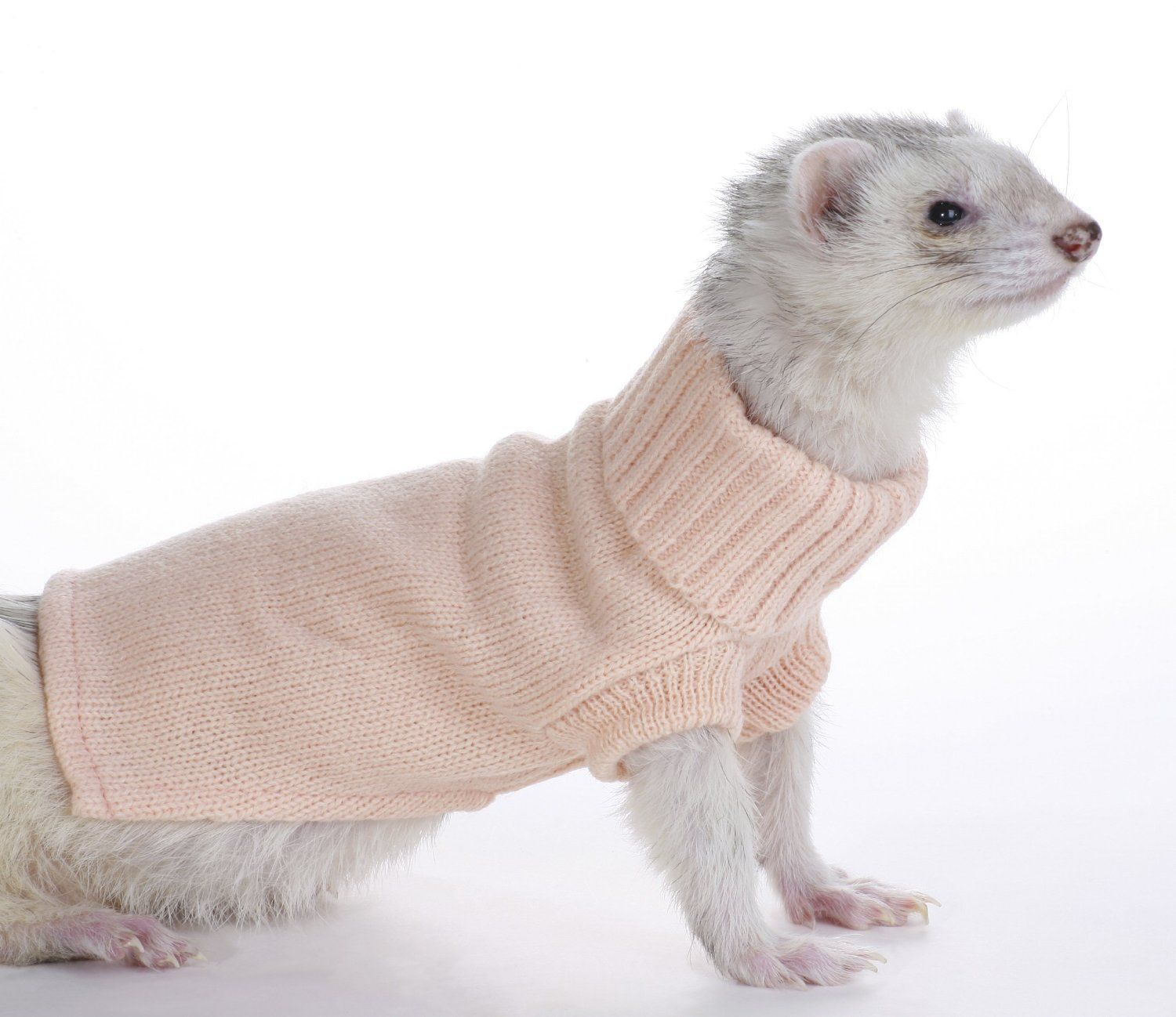 Ferrets in sweaters discount