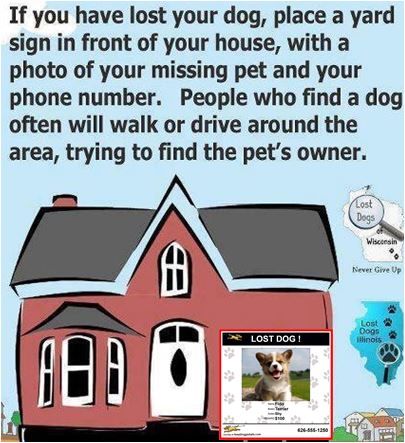 Pin By Fetch Pet Care South Hills Of Pittsburgh On Pet Facts