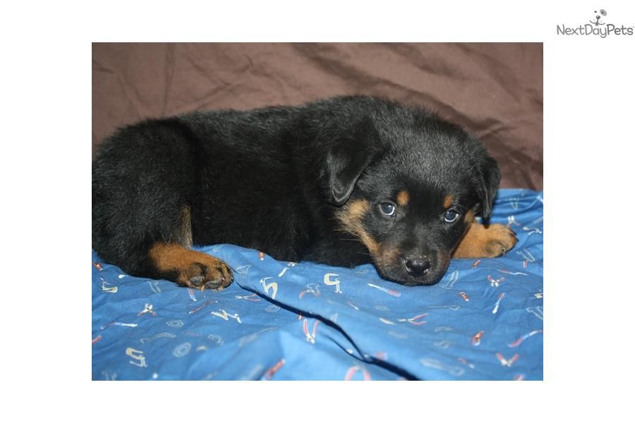Meet Red Collar A Cute Rottweiler Puppy For Sale For 1 500 Sired