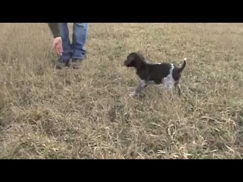 Free Hunting Dog Training Videos Clicker Training With Your New