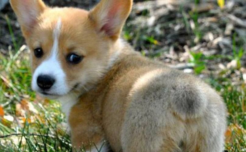 50 Dog Bloggers That Dog Lovers Would Like To Follow Updated 2020