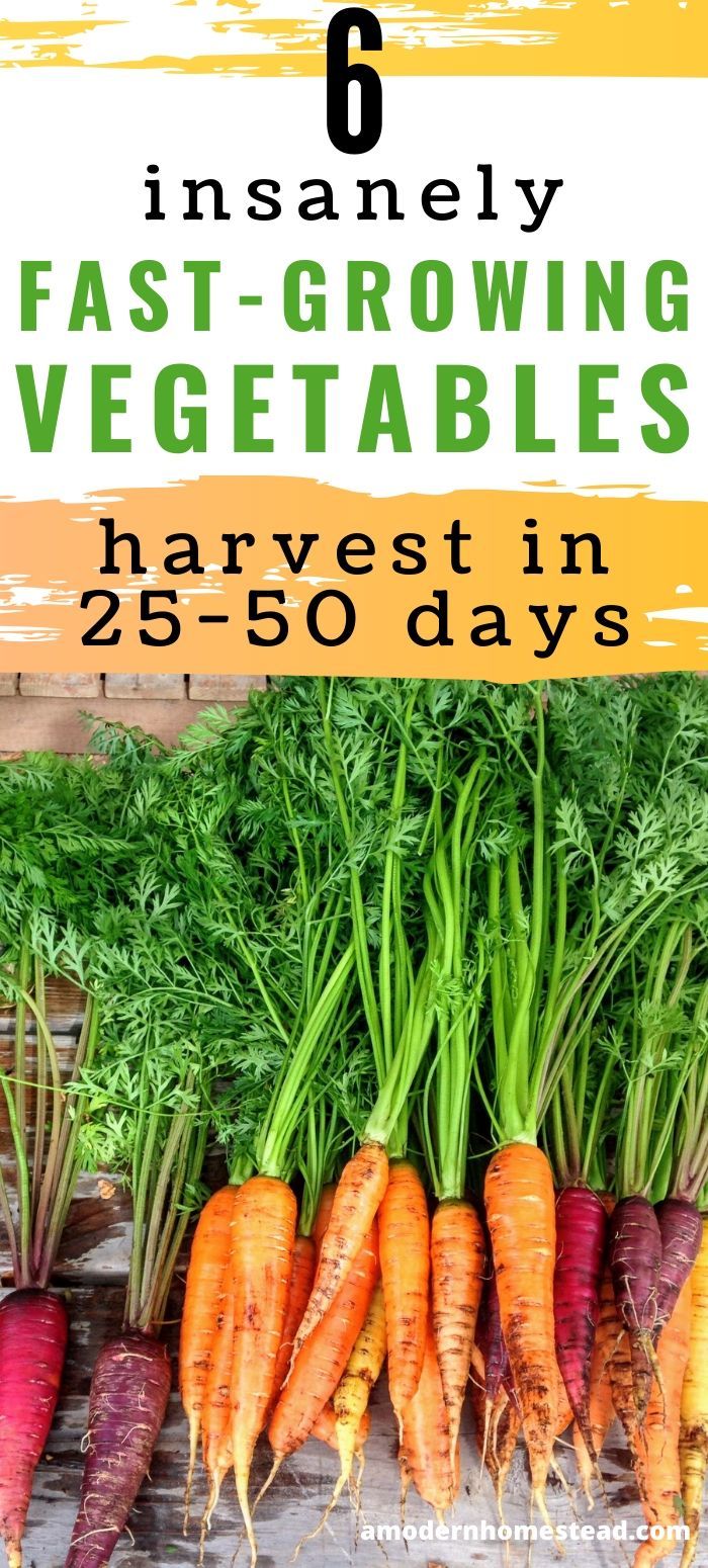 Fast growing vegetables are perfect for people who want to harvest food quickly, no matter the reason. Find out which vegetables you can start today and harvest in as little as 25 days! #Gardening #Homesteading #VegetableGardening #GrowYourOwnFood Growing Vegetables From Seeds, Easy Vegetables To Grow, Growing Seeds, Planting Vegetables, Planting Herbs, Growing Food Indoors, Fast Growing Plants, Food Garden, Easy Garden