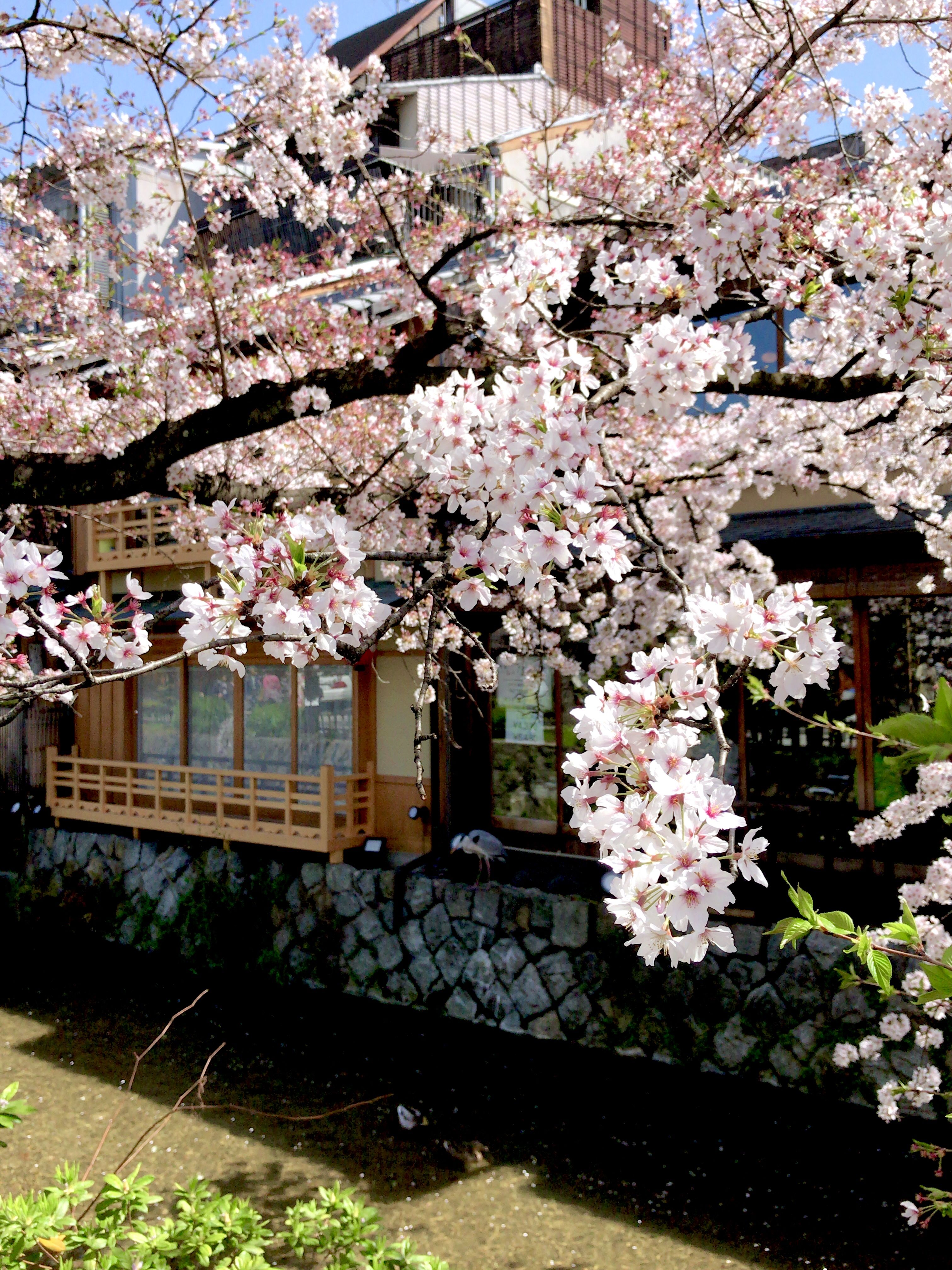 Kyoto Japan5 Kyoto Japan5