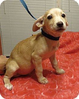 Pin By Terry Gorman On Please Take Us Home Dachshund Adoption