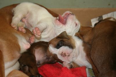 Females Chicagoland Boxers Boxer Dogs Boxer Dogs