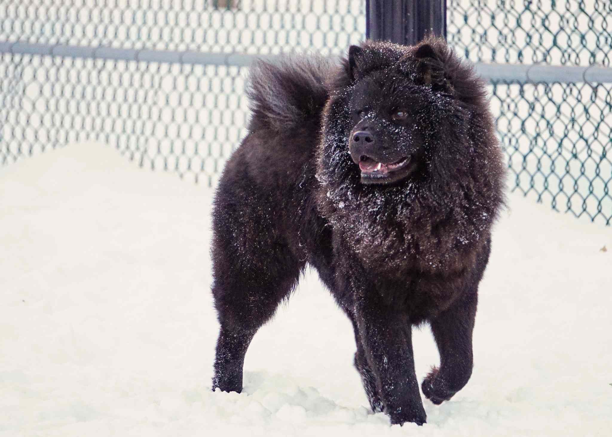 Chow Chow Full Profile History And Care Pin By Evening Eve On Chow