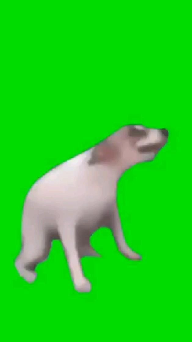 Футаж сабака танцует на зелёном фоне Cute eyes drawing, Funny vines, Greenscreen