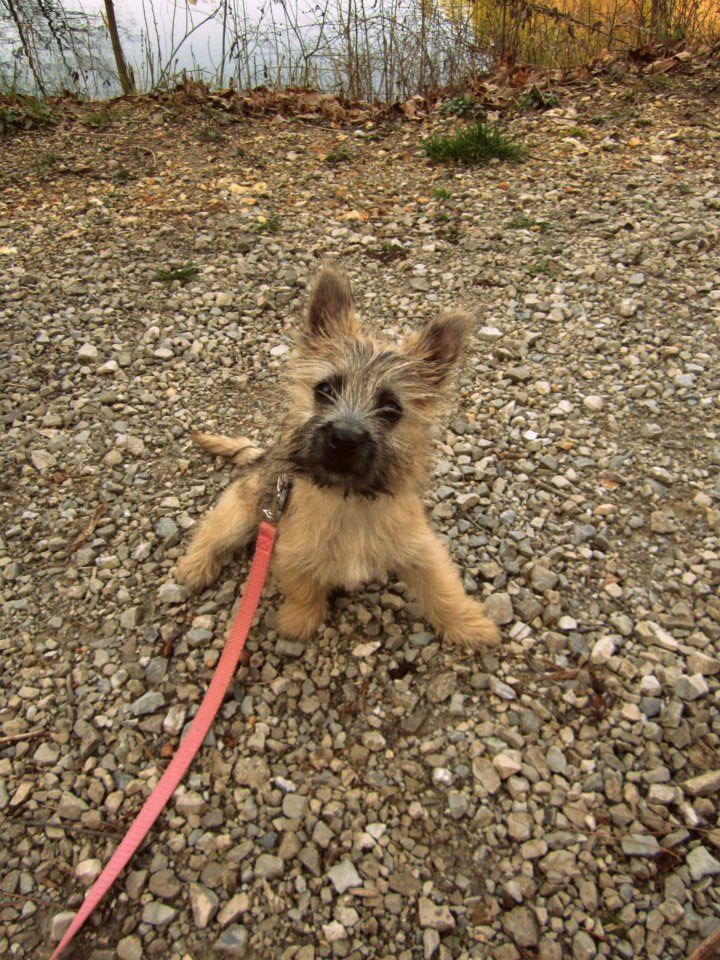 Cairn Terrier Puppy Cairn Terrier Puppies Pitbull Terrier Terrier