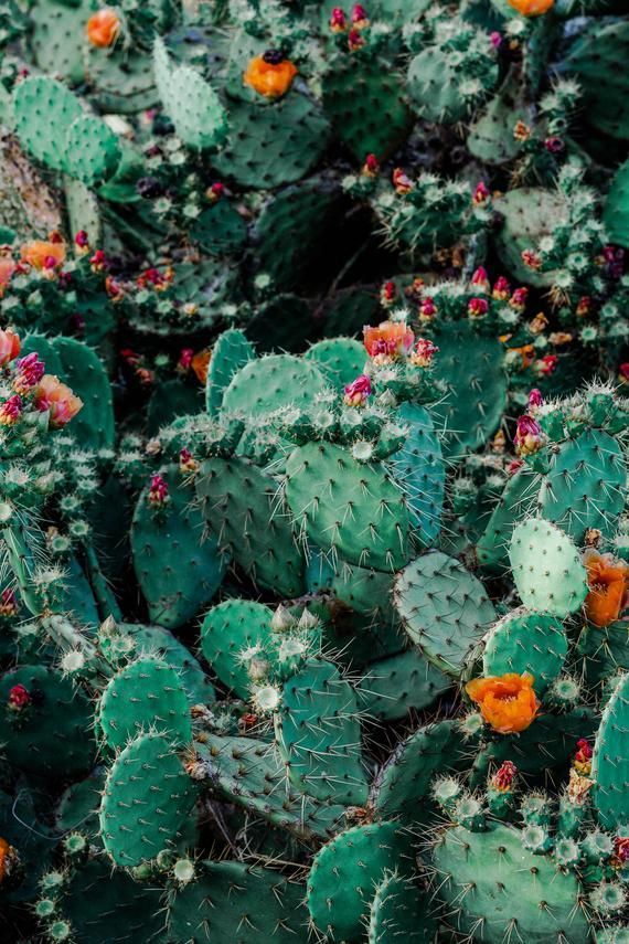 Cacti Cacti