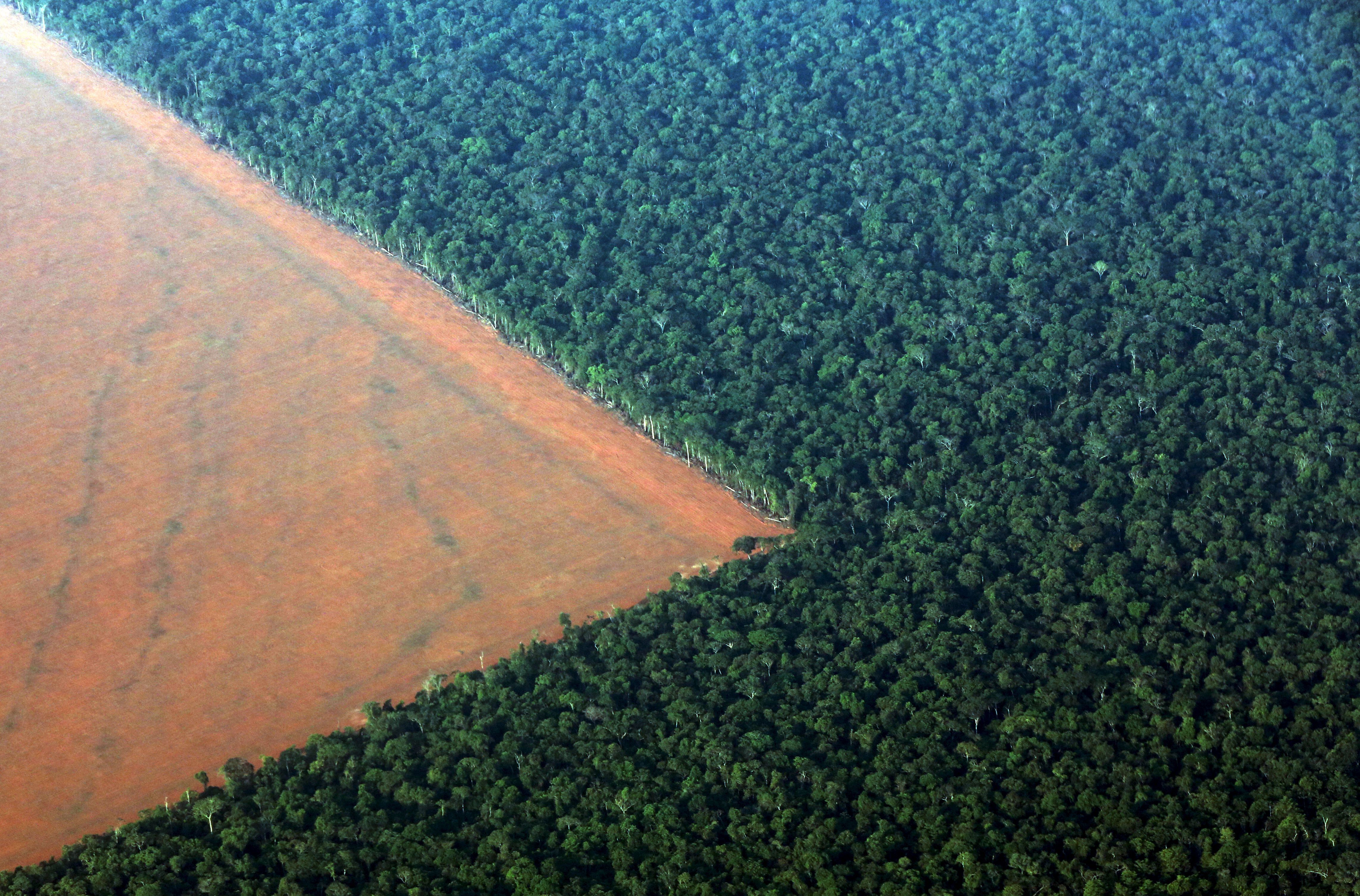 The Amazon Rain Forest (R), Bordered By Deforested Land Prepared The Amazon Rain Forest (R), Bordered By Deforested Land Prepared