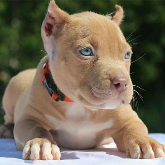 Pin On I Love Pitbulls