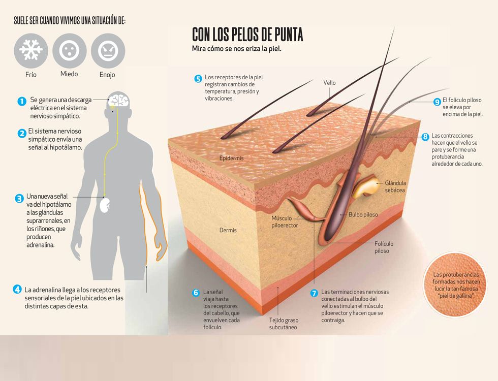 Infografia Piel De Gallina Jpg 980 750 Infographic