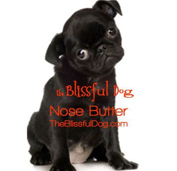 Pug Nose Butter 2 Ounce For Dry Crusty Pug Dog By Theblissfuldog