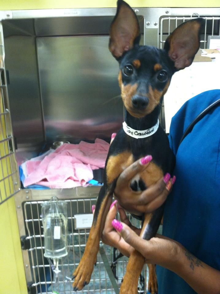 This Dog Is Currently At Veterinary Emergency And Referral Group