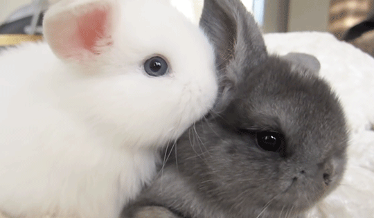 cutebyte shared by chloe on We Heart It | Cute animals images, Cute little animals, Cute bunny
