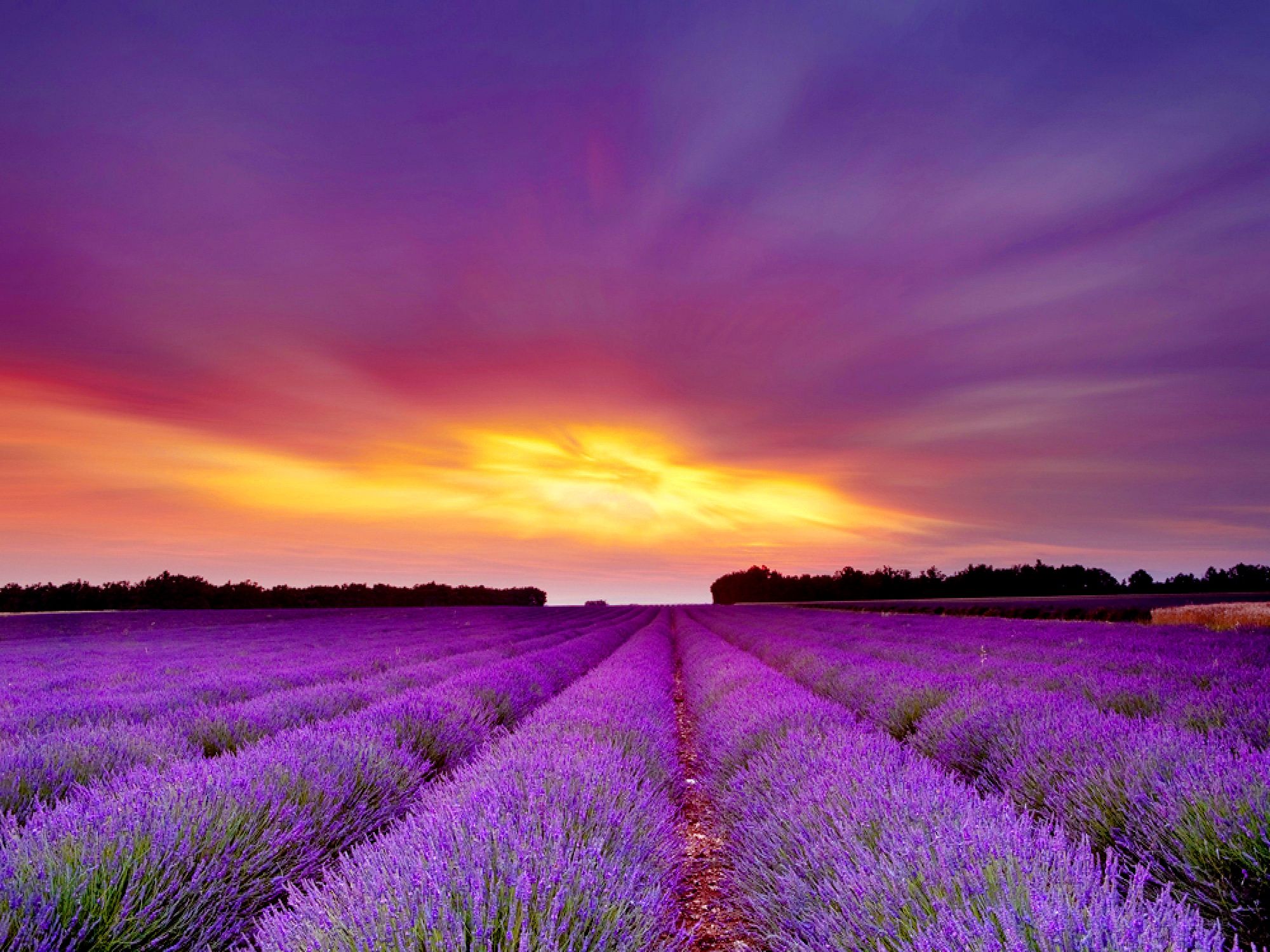 Lavender Field Photos Download The BEST Free Lavender Field Stock Photos   HD Images