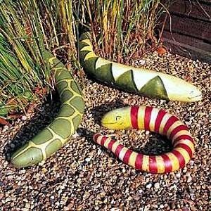 Amazon Com Snake Gourd 5 Seeds Grow Your Own Slippery Snake