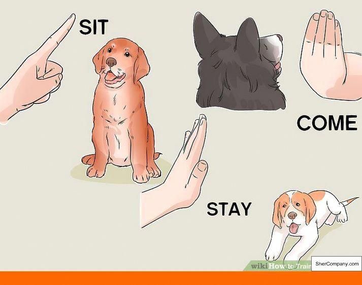How To Train Your Dog To Stop Barking Outside And How To Train A Rescue Dog To Come When Called And Other T Dog Training Aggressive Dog Dog Training Techniques
