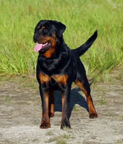 Rottweiler Tail As Nature Intended Not Brutalized By Some Jerk