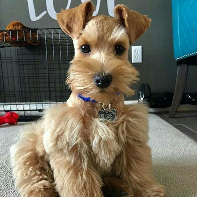 Lee Jaeno el capitán del equipo de fútbol de su escuela y no solo eso… #historiacorta # Historia Corta # amreading # books # wattpad Mini Schnauzer Puppies, Miniature Schnauzer Puppies, Toy Schnauzer, Cute Puppies, Dogs And Puppies, Cute Dogs, Doggies, Schnauzer Grooming, Dog Grooming