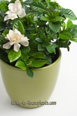 Indoor Gardenia Care Tips Gardenia Jasminoides Gardenia Plant Growing Gardenias Gardenia Care