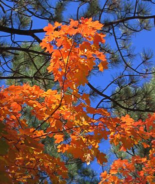trees for sale austin digitme bigtooth maple trees for sale in austin tx and tree company trees for sale austin digitme bigtooth maple trees for sale in austin tx and tree company