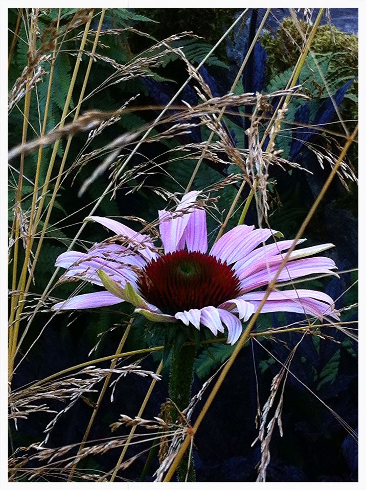 Sara single coneflower