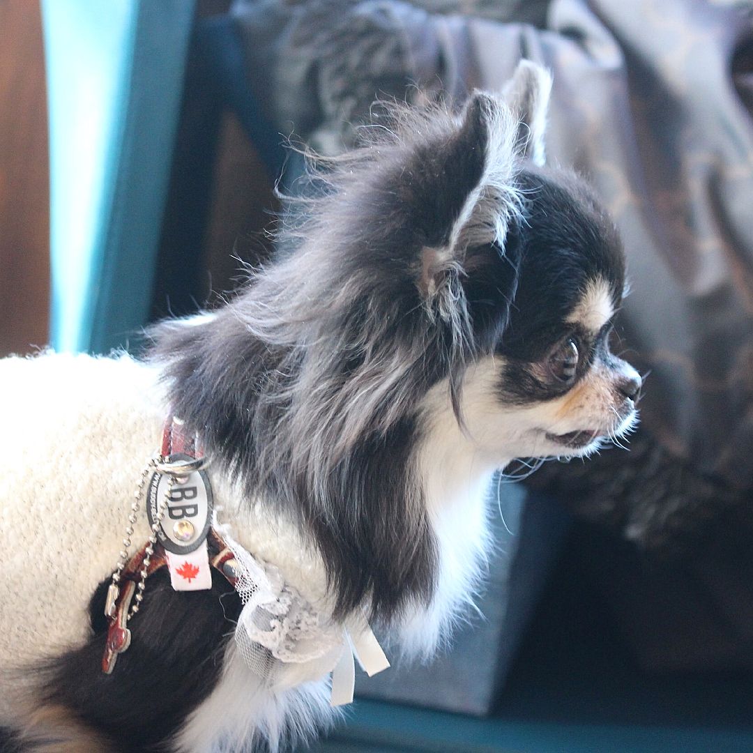 Pin On Chihuahuas Pin On Chihuahuas