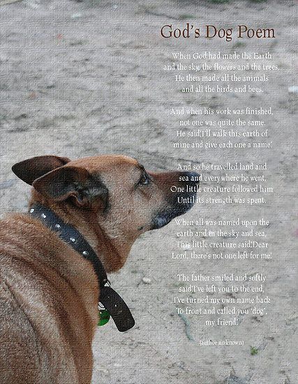 Dog Fever Natural Remedies Dog Fever Dog Remedies Dog Hives
