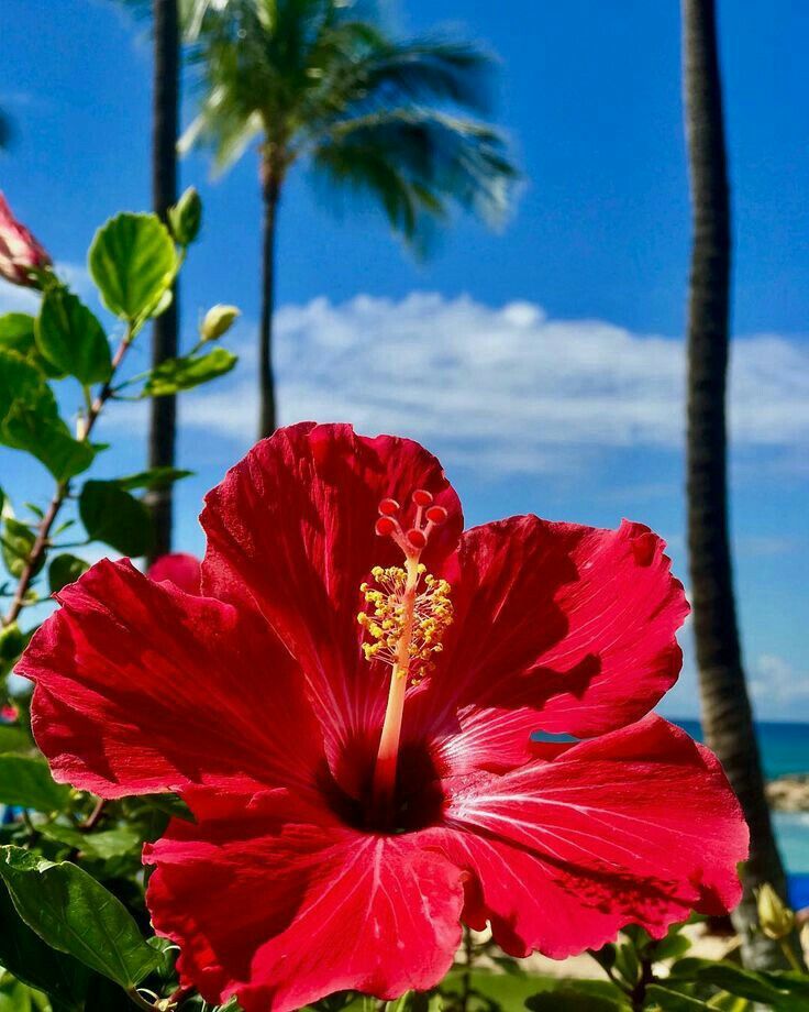 Hibiscus Drawing, Hibiscus Flower Tattoos, Hibiscus Tree, Hibiscus