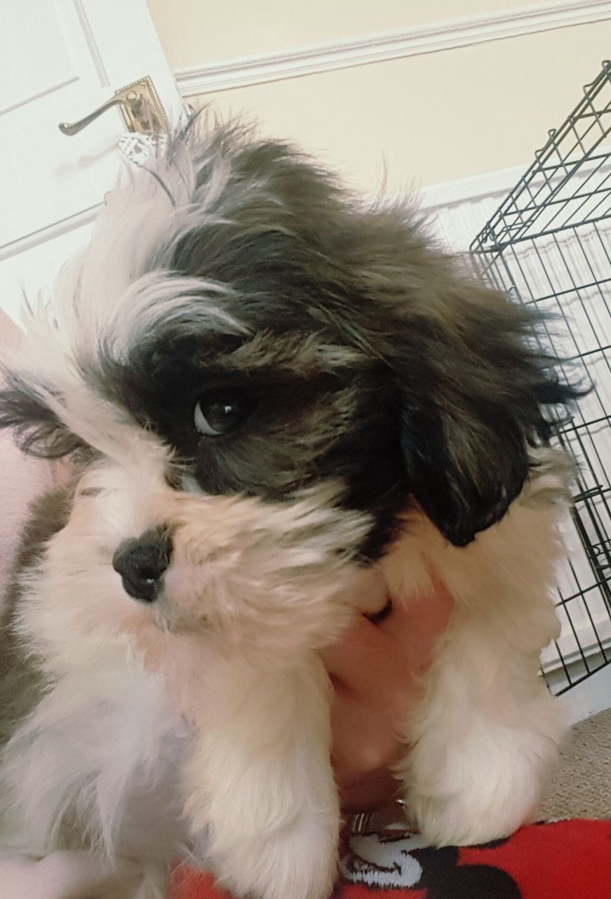 Shih Tzu Pups Shih Tzu Pup Dogs