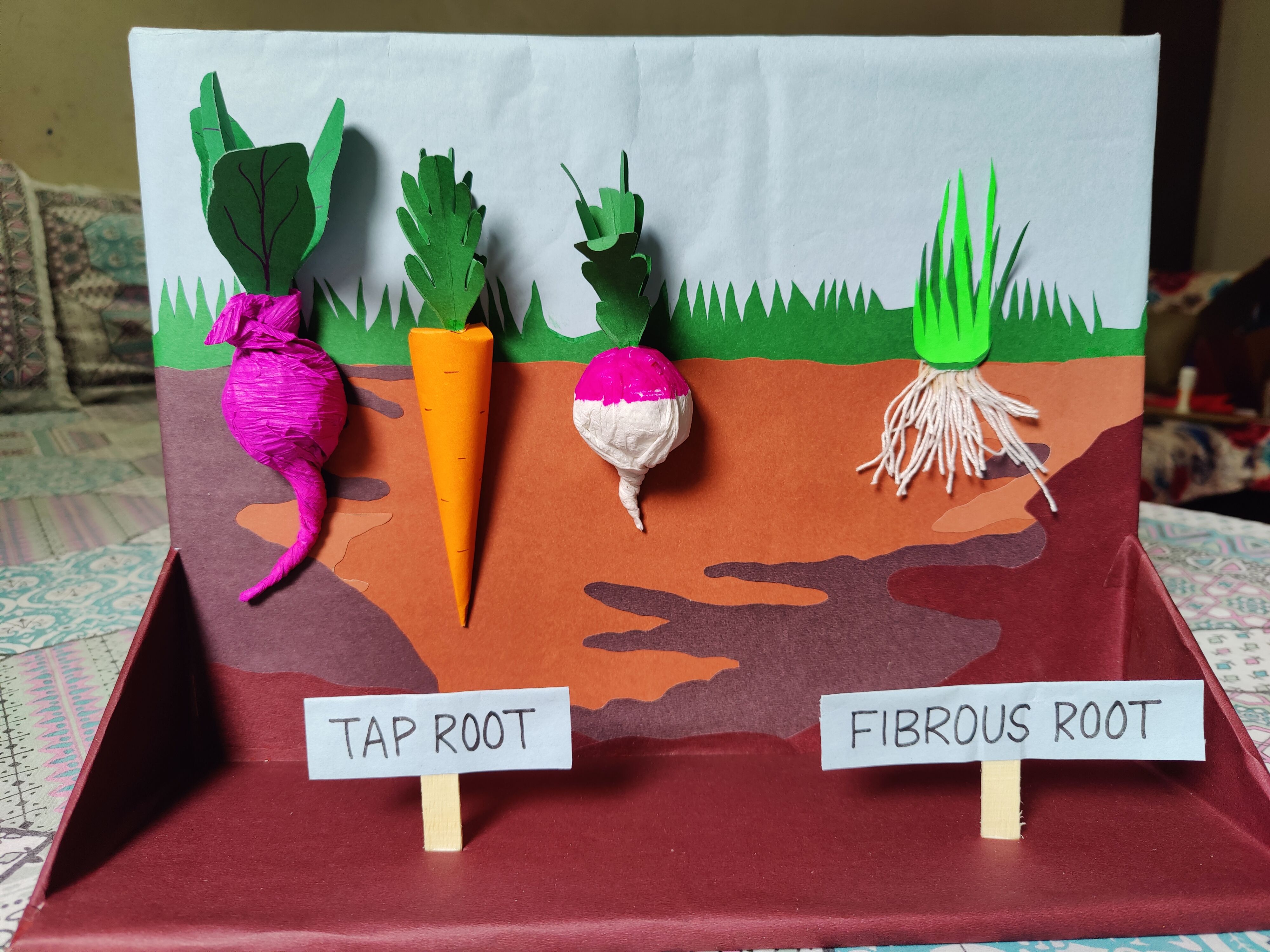 3D Model on Types of Root