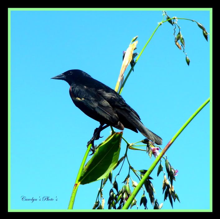 the black parrot colorset editor the black parrot colorset editor