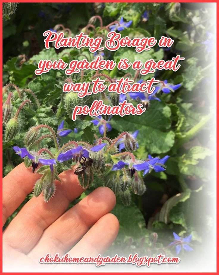 How to Grow Borage