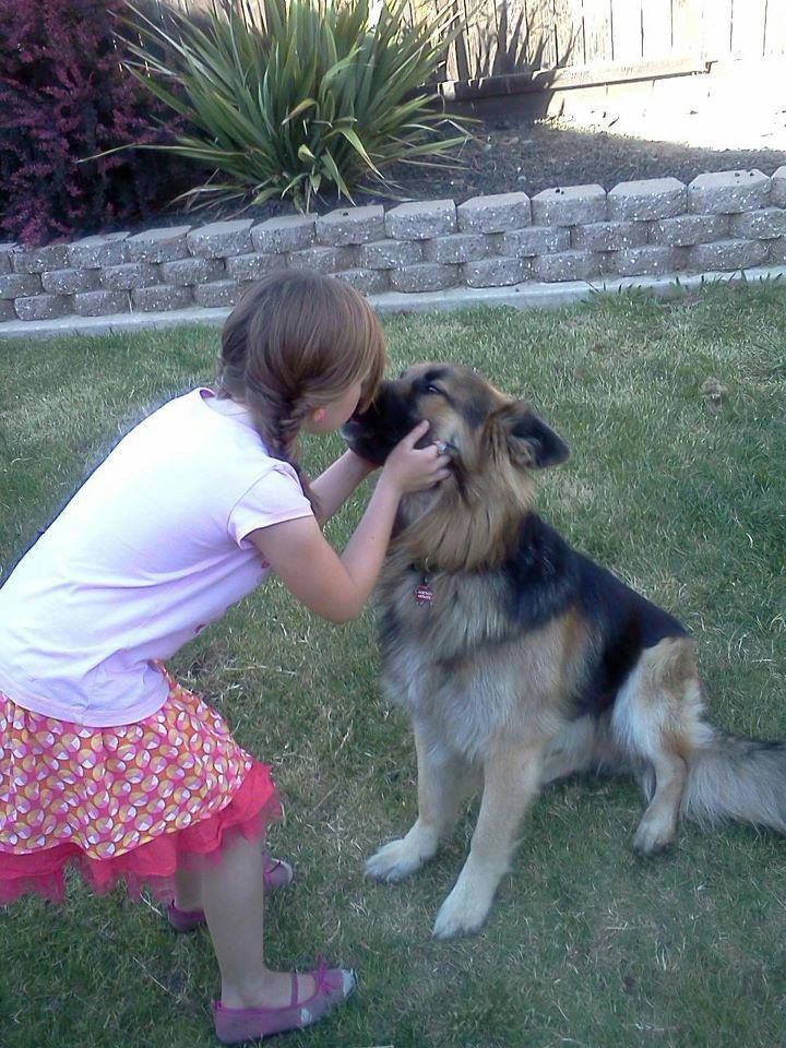 GS kisses are the best | Nanny dog, German shepherd, German shepherd dogs