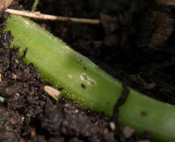 Entry hole for squash stem borer Melon Squash Zucchini Vines Stem
