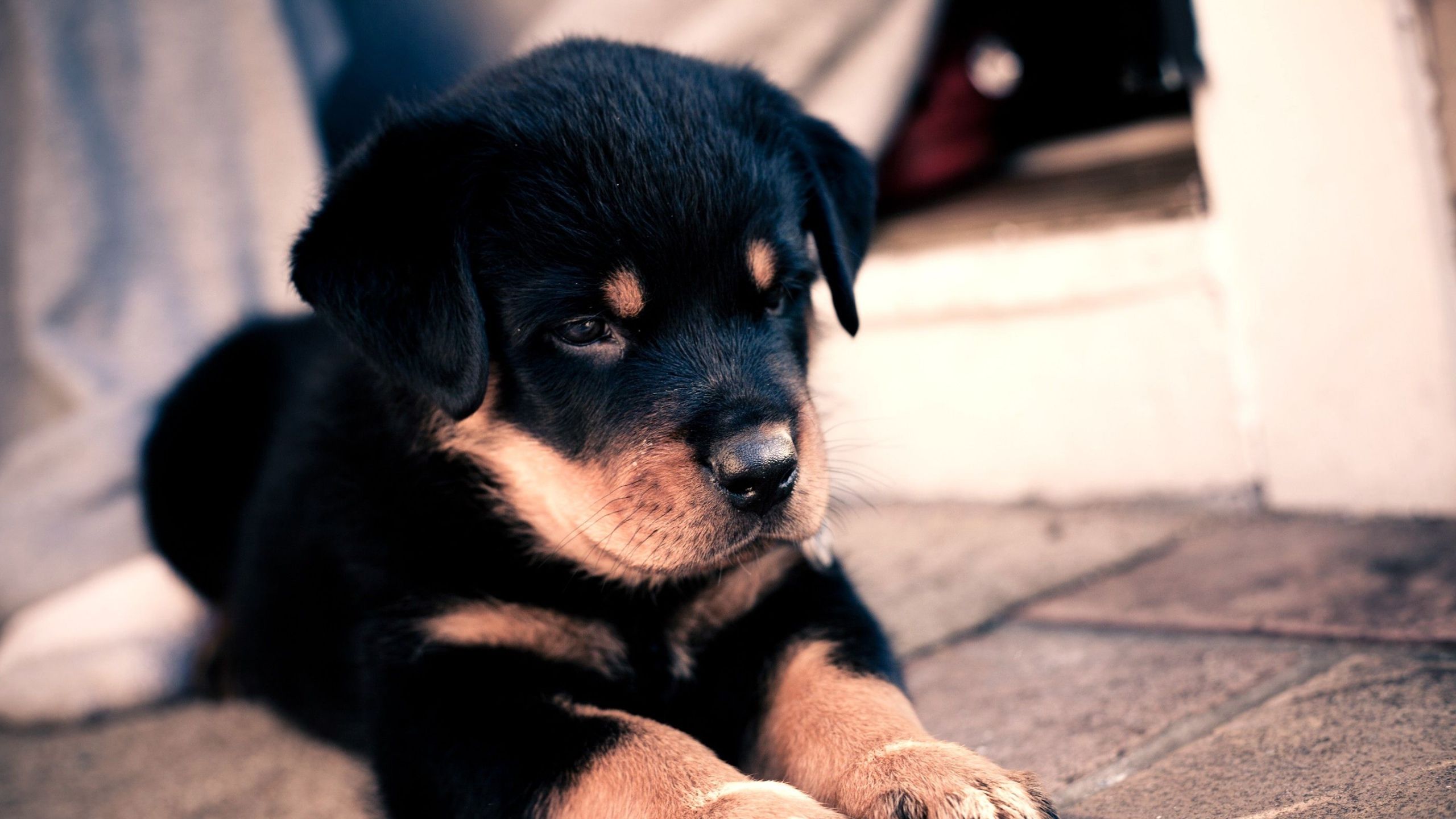 Mac Imac 27 Puppy Wallpapers Hd Desktop Backgrounds 2560x1440