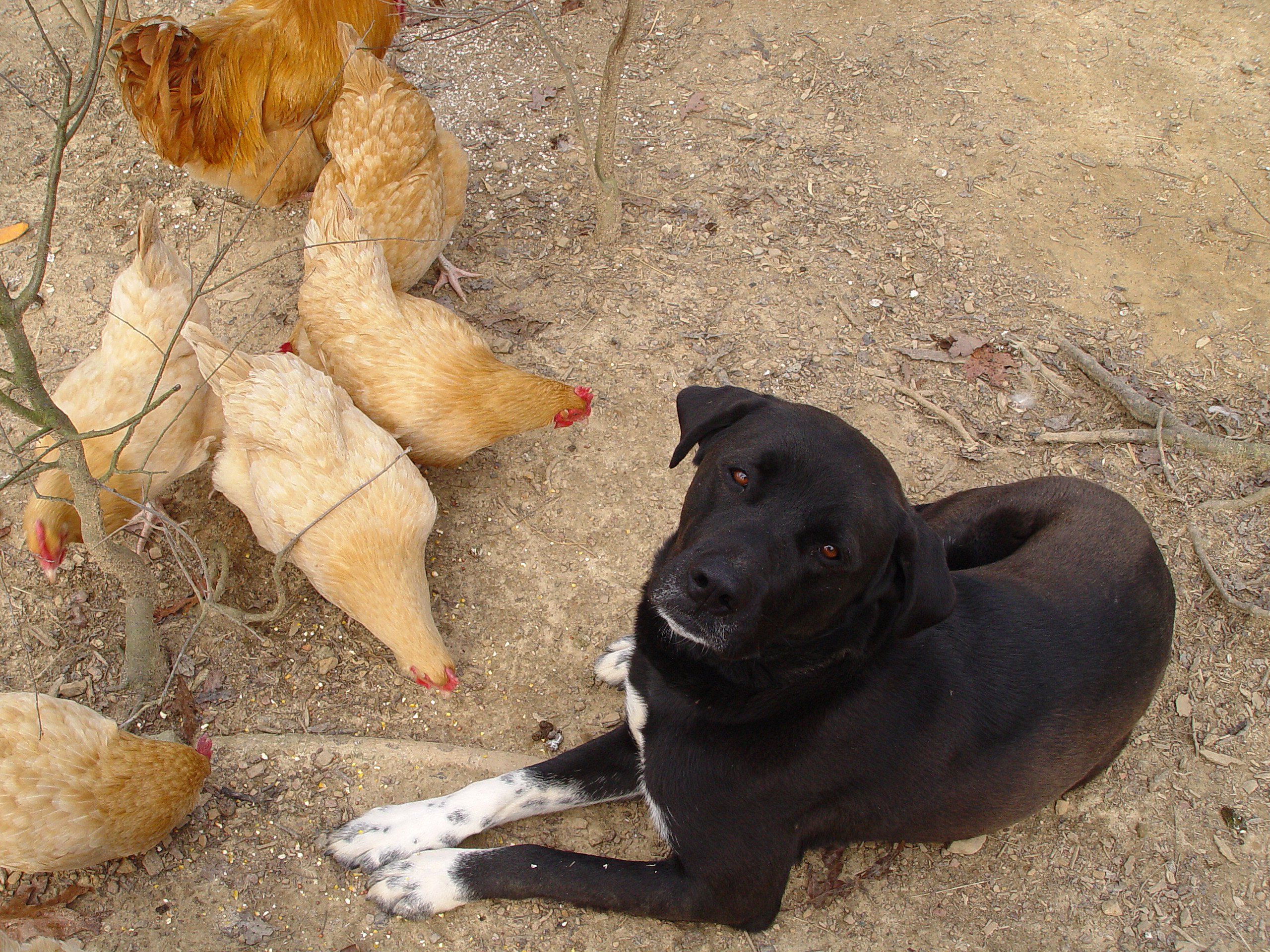 How To Train A Dog To Protect Backyard Chickens Chickens Backyard how-to-train-a-dog-to-protect-backyard-chickens-chickens-backyard