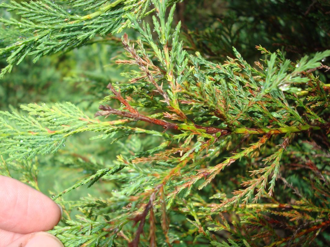 lirula needle blight lirula needle blight