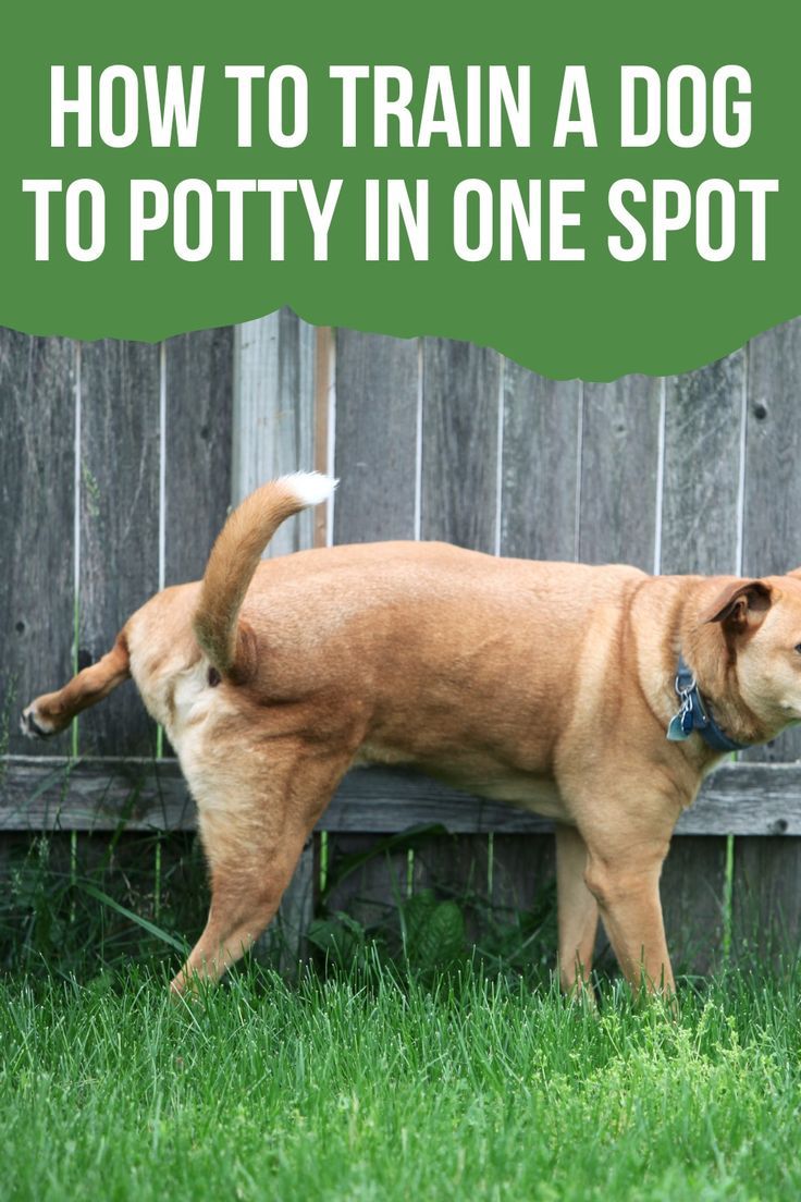 How To Train A Dog To Potty In One Spot Yes It s Possible Dog how-to-train-a-dog-to-potty-in-one-spot-yes-it-s-possible-dog