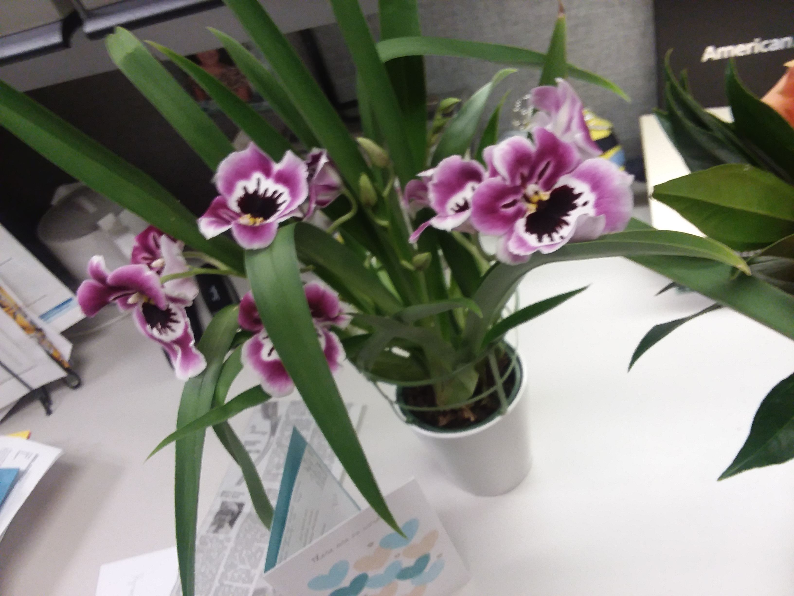 Awesome Orchids Awesome Orchids