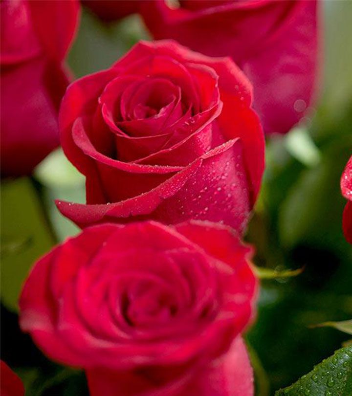 Top 25 Most Beautiful Red Roses Rose flower pictures, Rose flower