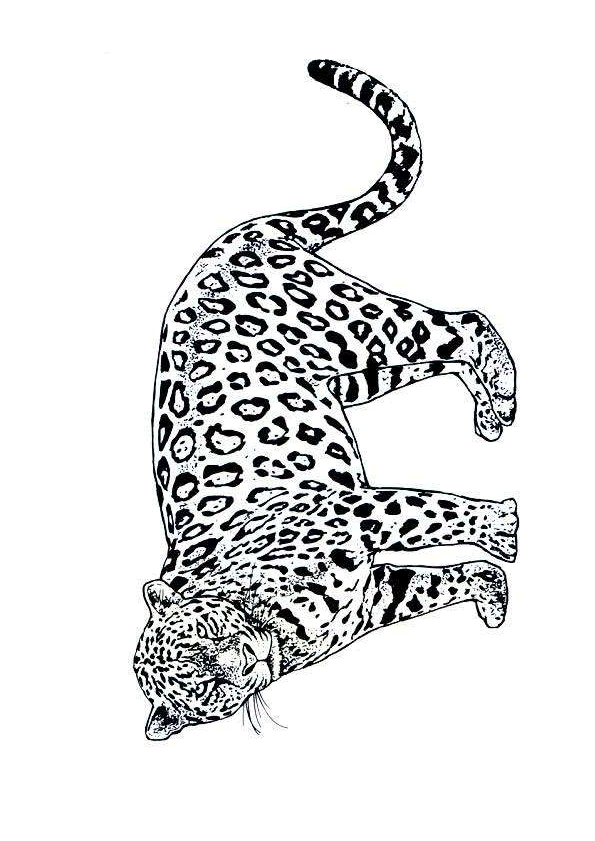 a colorier dessin d un jaguar dessin jaguar dessin a colorier dessin d un jaguar dessin jaguar dessin