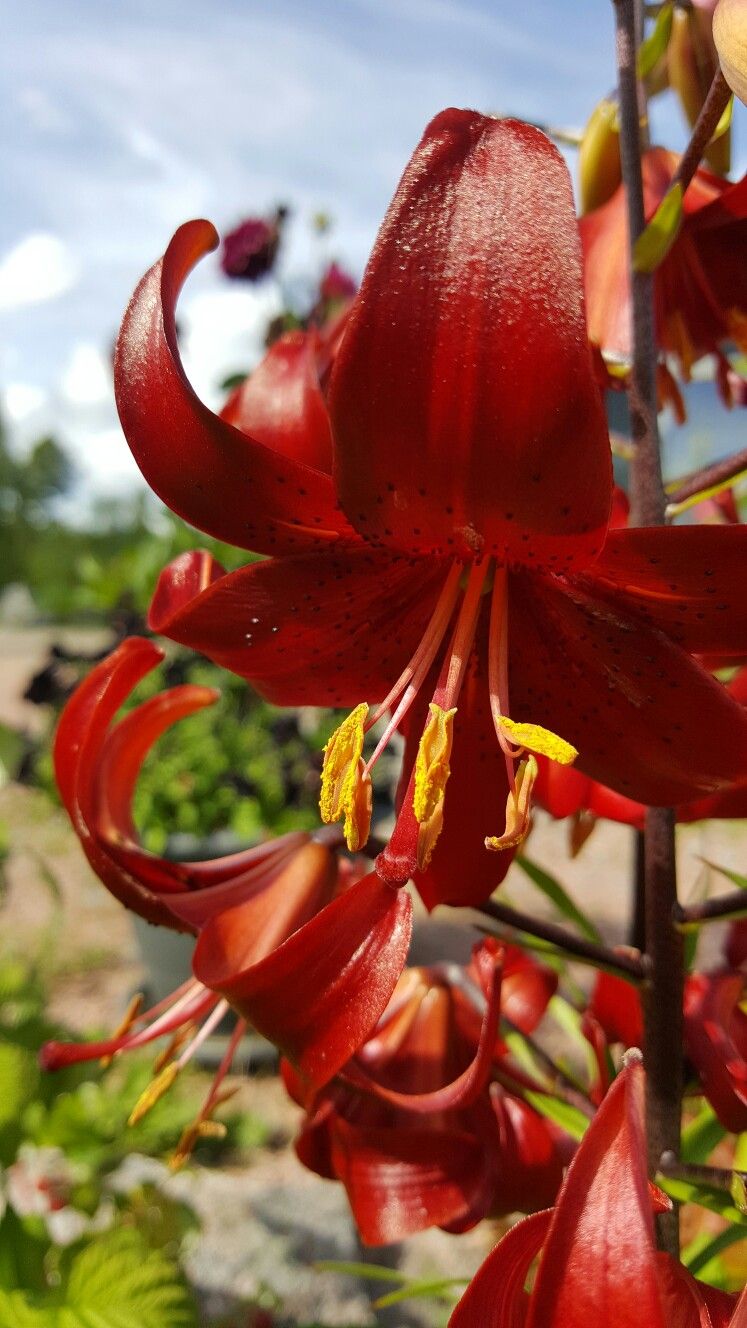 Lilium おしゃれまとめの人気アイデア Pinterest Violeta M ユリの花 花 ユリ Lilium おしゃれまとめの人気アイデア Pinterest Violeta M ユリの花 花 ユリ