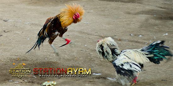 63+ Gambar Ayam Habis Tarung Paling Bagus 63+ Gambar Ayam Habis Tarung Paling Bagus