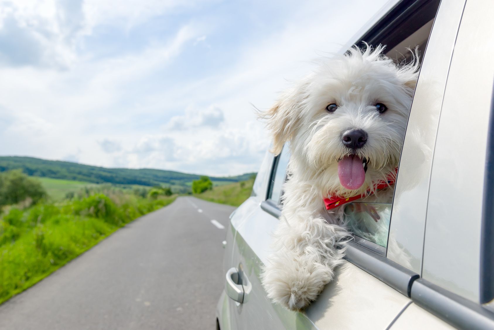 Kennenlernen zweier hunde