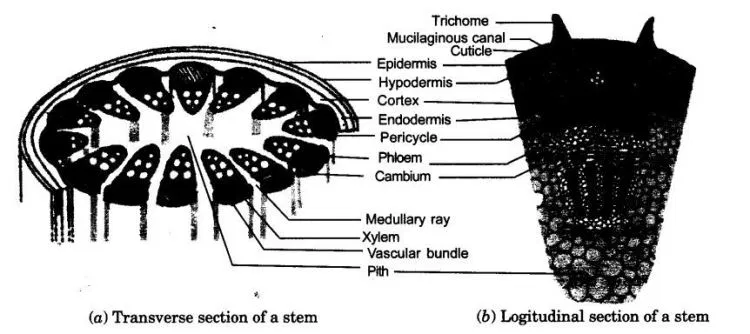 NCERT Solutions For Class 9 Science Chapter 6 Tissues