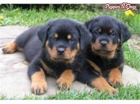 The Confident Rottweiler Puppy Size Rottweilercorner