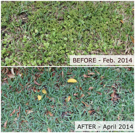 Winning The Battle With Our Lawn Part 2 Side Yards And Our Side Yard Battle With Weeds Before After